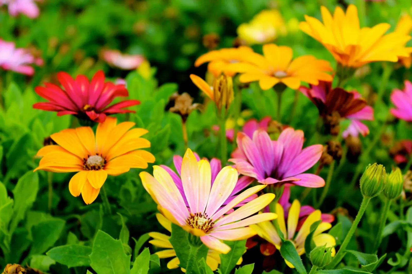 Top 5 Low-Maintenance Houseplants for Beginners